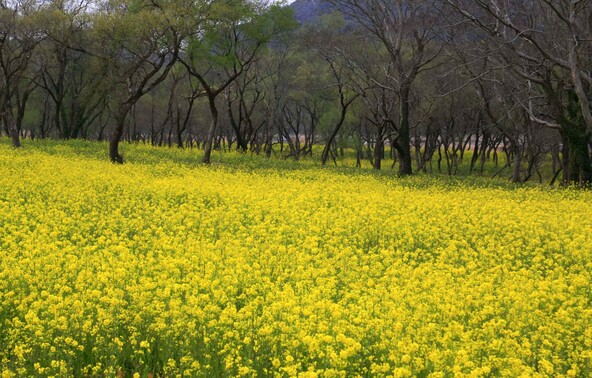 「菜の花バス」は行きはもちろん、帰りの際も利用できます