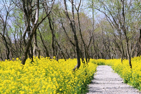 開花情報を確認しておくことで、おでかけがスムーズに！