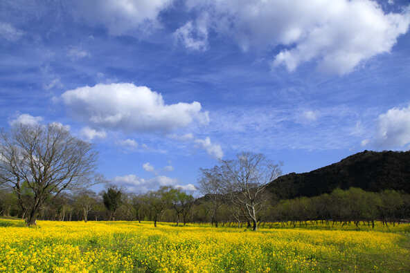 歩くだけで春の訪れを感じられる穏やかな風景が広がります