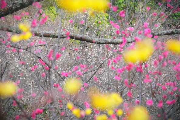 画像提供：すみみん / PIXTA