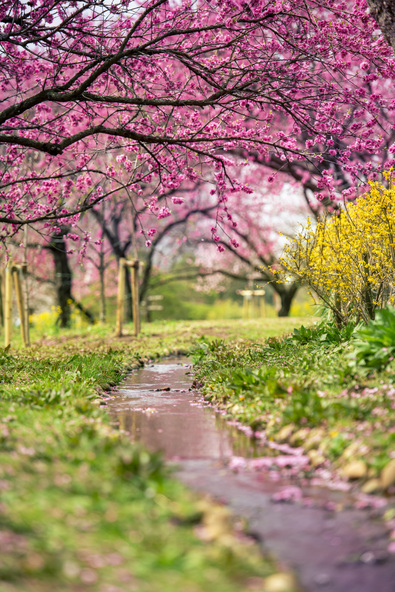 会場では、矢口、寿星桃、源平、菊桃、寒白、照手といった桃の花が見られます
