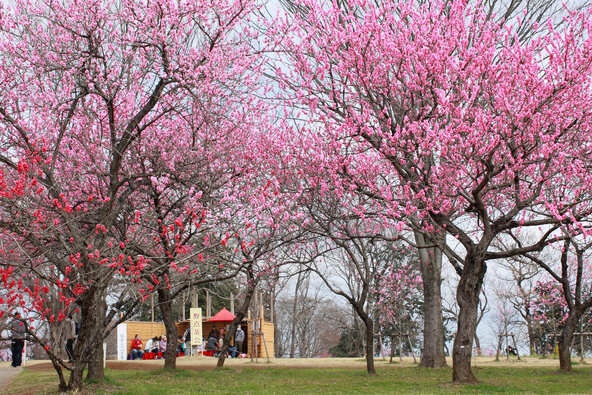 古河市が誇る春の一大イベントに、親子でおでかけしましょう！