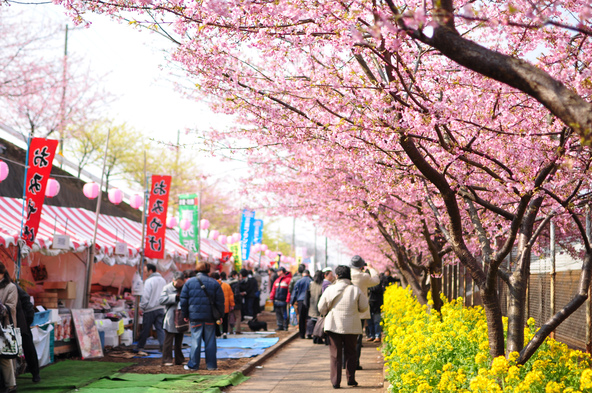 電車でアクセスしやすい「三浦海岸桜まつり」（画像提供：イデア / PIXTA）