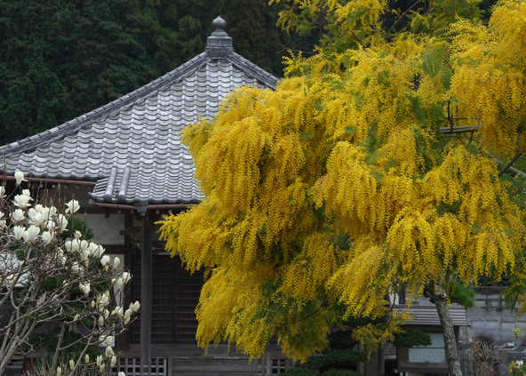 来迎寺のミモザ、過去の様子（画像提供：鎌倉市観光協会）