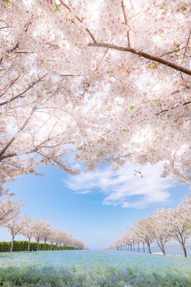 「ネモフィラ祭り2024」Instagramフォトコンテストグランプリ作品