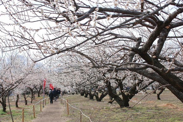 「箕郷梅林」では、約300ヘクタールの敷地内に、約10万本もの梅が咲き誇ります