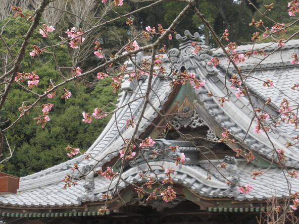  2026年2月24日の様子（修善寺寒桜）