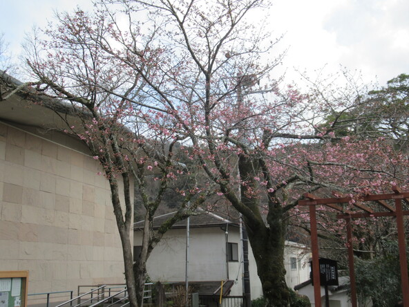  2026年2月24日の様子（修善寺寒桜）