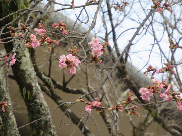 2026年2月24日の様子（ 修善寺寒桜）