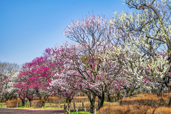 歩くのも楽しいきれいな散歩道（画像提供：Masa / PIXTA）