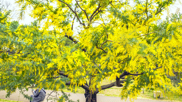 代々木公園のミモザ、開花時の様子（画像提供：tenjou / PIXTA）