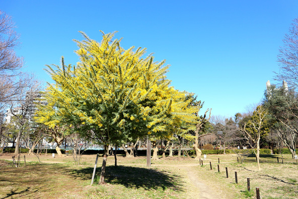 木場公園のミモザ、開花時の様子（画像提供：hirorin  / PIXTA）