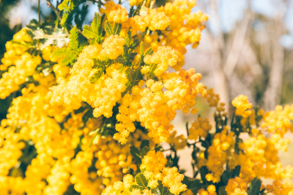 国営武蔵丘陵森林公園のミモザが満開時の様子（画像提供：masaya / PIXTA）