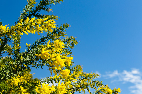 清水公園のミモザ（画像提供：Catsu  / PIXTA）