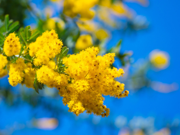 フサアカシア（画像提供： shimanto / PIXTA）※画像はイメージです