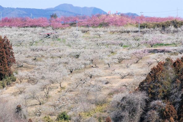 10万本の梅が咲き誇る「箕郷梅林」（群馬県高崎市）では、3月1日（日）から梅まつりを開催！