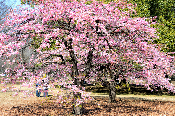 「代々木公園」の河津桜（画像提供：dual180 / PIXTA）