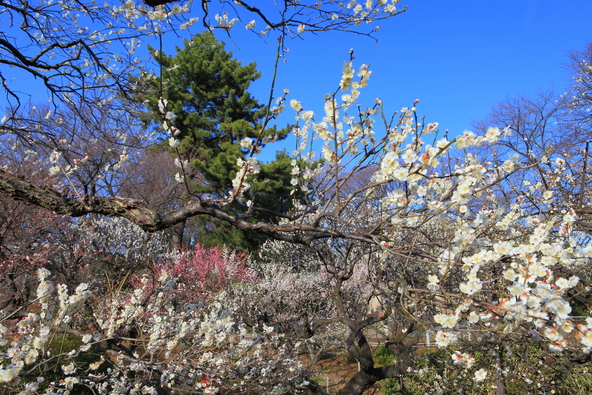 46種・約220本の梅が植えられています（画像提供：kazukiatuko / PIXTA）