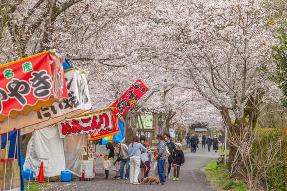 桜並木が約2kmに渡って続く、春の絶景を楽しみましょう！