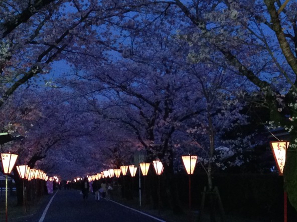 夜桜を照らすライトアップにうっとり♪