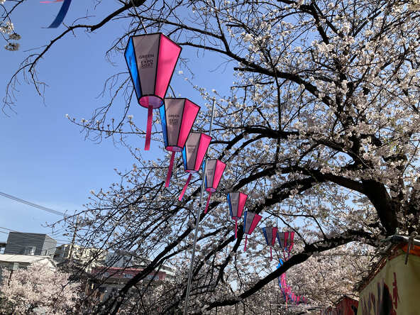 満開の桜の下に並ぶぼんぼりが春の情緒を感じさせます