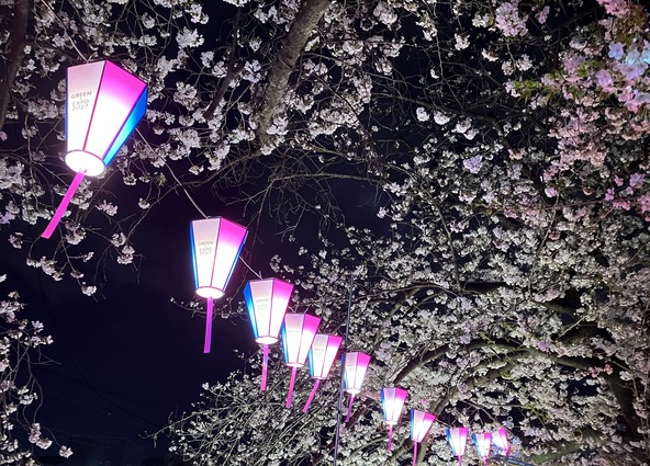 川沿いに続くぼんぼりの灯りと満開の桜が織りなす幻想的な風景を堪能♪