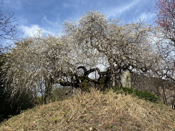 上久保の一里塚の枝垂梅（画像提供：一般社団法人　南木曽町観光協会）