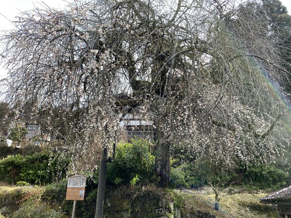 和合のしだれ梅（画像提供：一般社団法人　南木曽町観光協会）