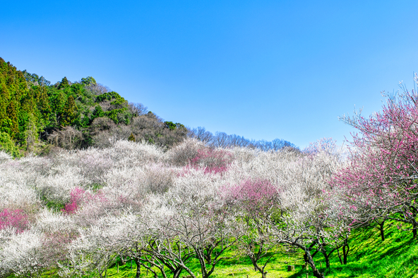 過去の満開時の様子（画像提供：Masa / PIXTA）