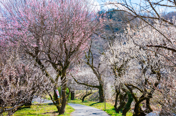 「遊歩道梅林」が満開時の様子