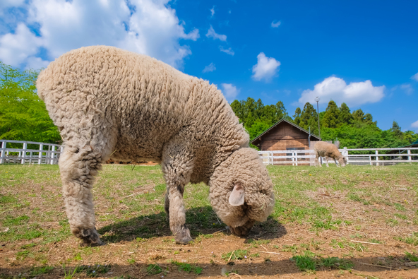 芝桜が有名な「羊山公園」の「ふれあい牧場」（画像提供：Gengorou / PIXTA）