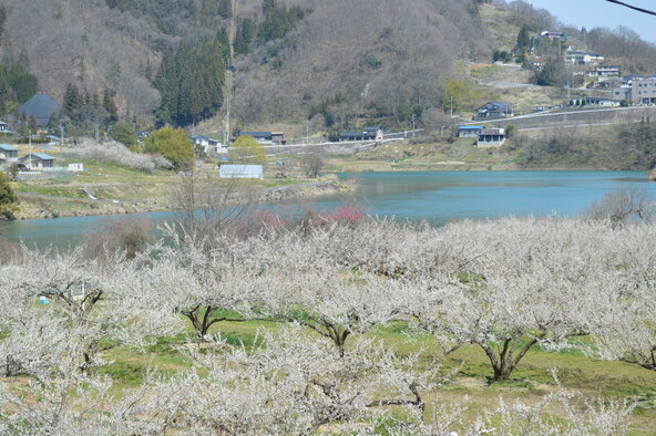 湖畔に映える白梅（画像提供：(公財)ながの観光コンベンションビューロー）