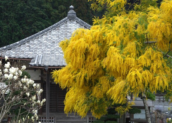 来迎寺のミモザ、過去の様子（画像提供：鎌倉市観光協会）