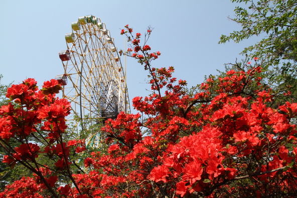 見頃を迎えると、霧島ツツジなどの花々が園内を彩ります