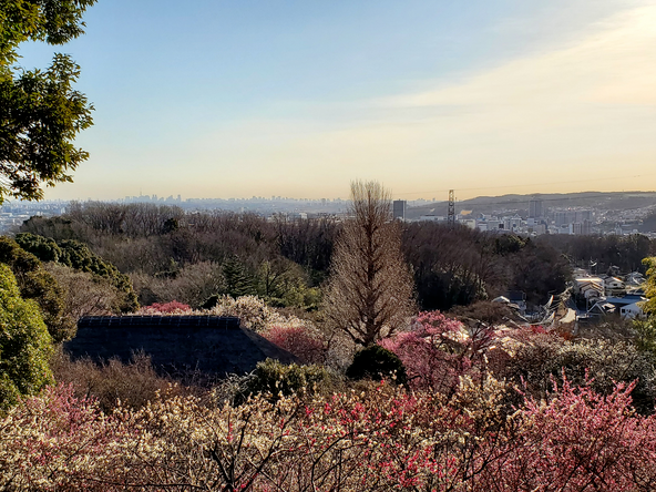見晴らし台からの眺め