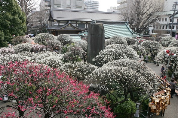 学問の神様として知られる湯島天満宮。色とりどりの梅の花が鮮やかに咲き乱れます