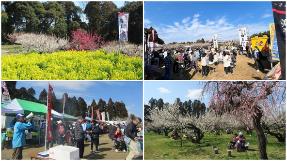 梅まつりの開催期間中には、菜の花も見頃を迎えます