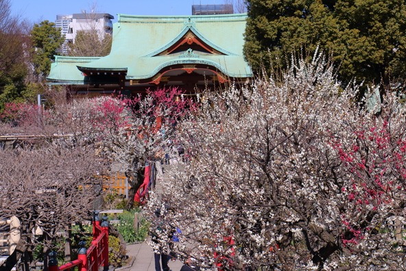 境内は紅白の梅で彩られます