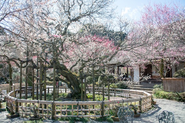 樹齢300年を超す「寿昌梅」 （画像提供：Masa / PIXTA）