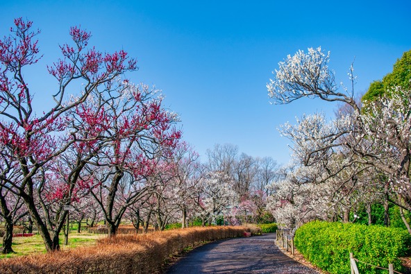 彩り豊かな散歩道（画像提供：Masa / PIXTA）