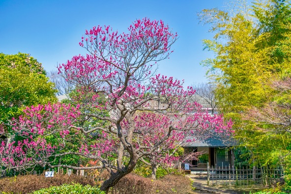 茶室「梅欅庵」（ばいきょあん）前に咲く梅（画像提供：Masa / PIXTA）