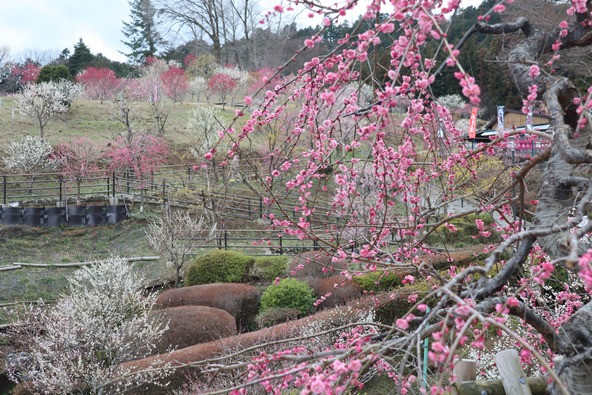 2016年秋から梅が再植樹されている梅の木