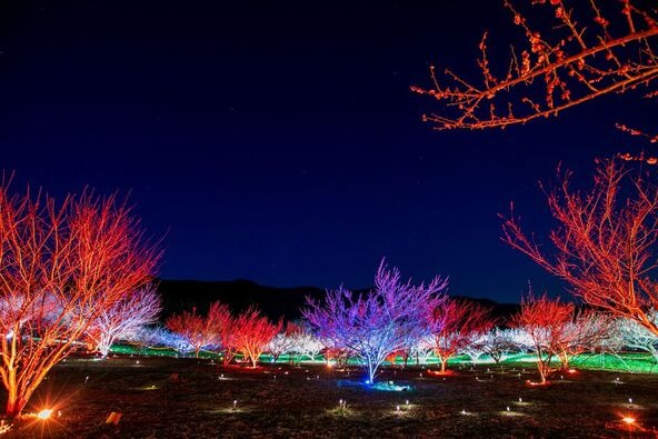 頂上周辺では、幻想的なライトアップを実施