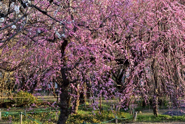 園内には200年を超える梅の木が多く植えられています