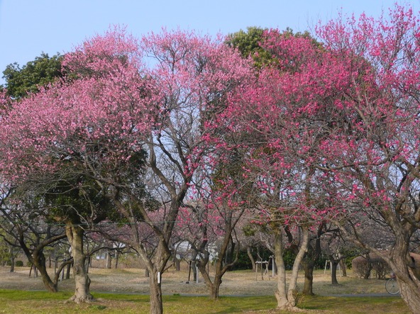 「大宮第二公園」の梅林（画像提供：静かなラッパ吹き / PIXTA）