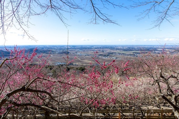眺望も素晴らしい梅林です