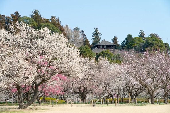 見頃を迎えた「偕楽園」（画像提供：おはぎさん / PIXTA）
