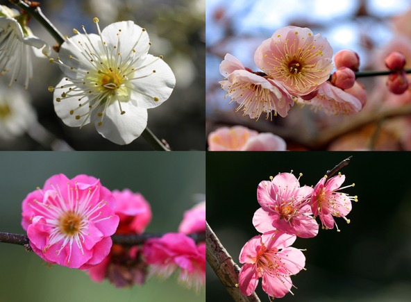 白梅を中心に、紅梅や一部の珍しい品種も見ることができ、色とりどりの梅の花が鮮やかに咲き乱れます