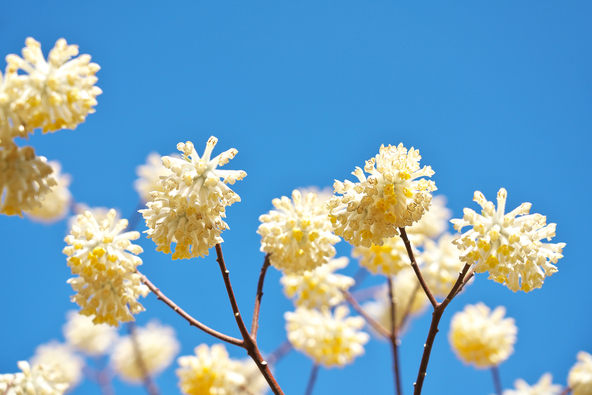 特徴的な形をした美しいお花です（画像提供：yamafuyo / PIXTA）