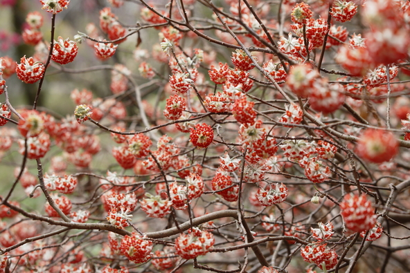 鮮やかな朱赤色やオレンジ色がきれい！（画像提供：CAL / PIXTA）
